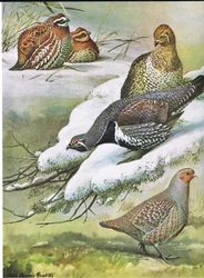 Quaglia orientale, Gallo cedrone canadese, Pernice europea